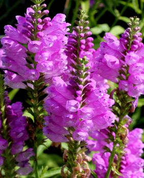 Dekorativna trajnica fizostegija, u narodu poznata i kao 