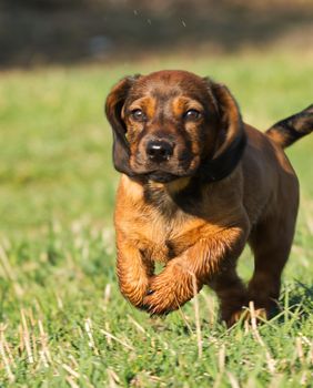 Alpski brak jazavčar, poznat i kao alpski brakovski gonič, sve je popularniji među vlasnicima pasa u Hrvatskoj - 5