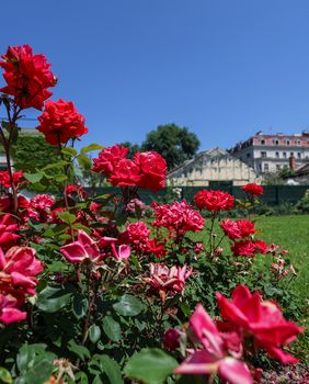 Lipanjska čarolija Botaničkog vrta u Zagrebu - 4