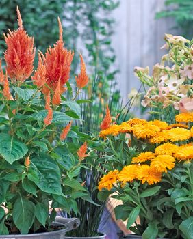 Lipanj je idealan za sadnju nekih vrsta cvijeća
