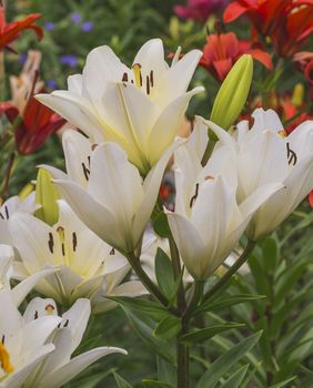 Ljiljani su pravi kraljevi vrta