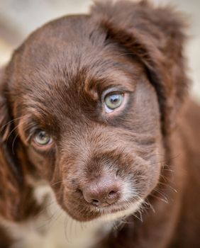 Štene koker španijela
