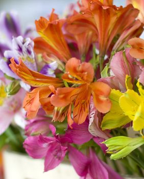 Peruanski ljiljan - 3