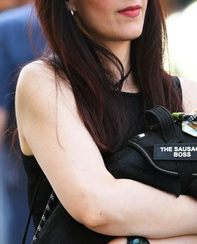 Psi na zagrebačkoj špici