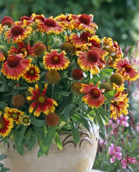 Cvjetovi gailardije u nijansama žute, narančaste i crvene podsjećaju na zalazak sunca - 6