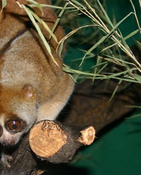 Zoološki vrt Grada Zagreba slavi sto godina postojanja - 6