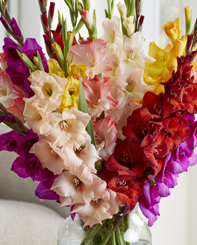 Gladiole u vazi
