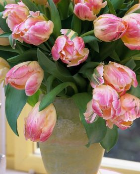 Papagajski su tulipani posebna sorta omiljenog cvijeća