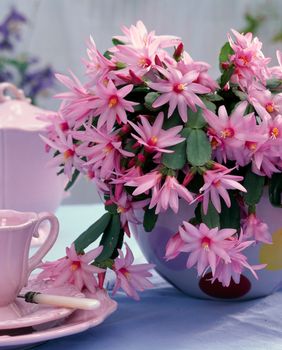 Uskrsni kaktus predivan je proljetni cvijet kojemu ne treba puno pažnje.