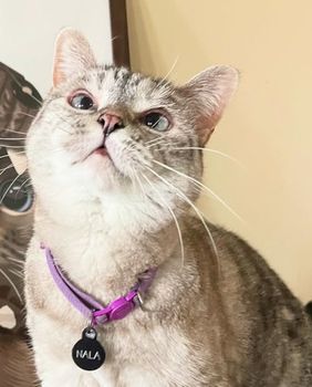 Maca Nala ima 4,5 milijuna pratitelja na Instagramu