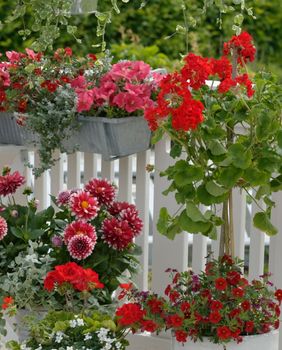 Neke kombinacije cvijeća zajedno će rasti uspješno i obogatiti vaš balkon