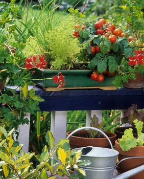 Neke vrste povrća idealne su za uzgoj na balkonu