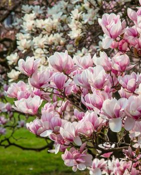 Svaka vrsta magnolije posebna je na svoj način