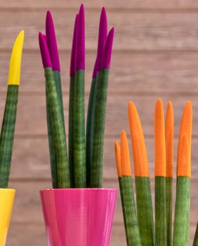 Sanseveria cylindrica ili cilindrična sablja je sukulentna biljka porijeklom iz Angole - 13