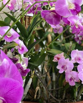 Orhideje uz pravilnu njegu mogu uspijevati i vani