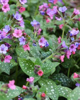 Plućnjak je cvijet koji stvara guste, dekorativne busene - 3