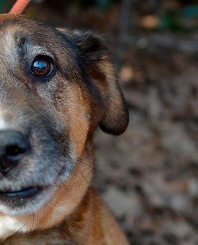 Nova akcija Udomljavanje je fora 28. ožujka u Zagrebu - 2