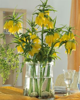 Carska krunica ime je dobila zbog 'krune' cvjetova koja ponosno stoji na vrhu visoke stabljike - 7