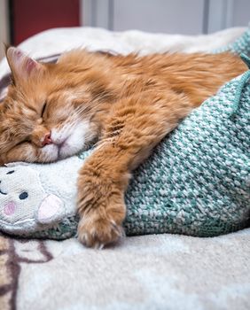 Mačka spava pod nogama