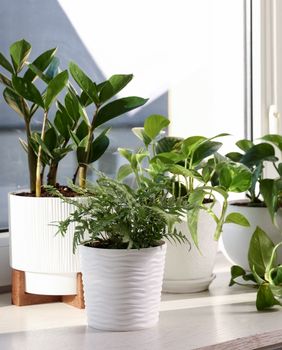 Pazite gdje držite biljke