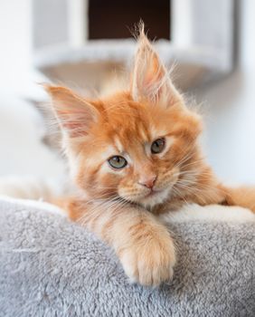 Mačić pasmine Maine coon