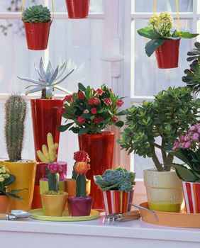 Zbog sokova u listovima sukulenti mogu preživjeti u ekstremno suhim i vrućim uvjetima - 3