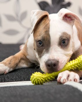 Štene američkog stafordskog terijera