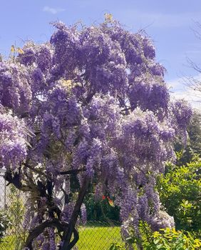 Mirisna glicinija iz Virovitice