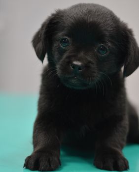 Sklonište Dumovec organizira Dan otvorenih vrata - 2