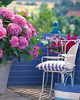 Hortenzije na balkonu