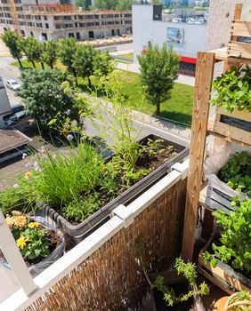 Ivana Marketin iz Zagreba svoj balkon veličine uredskog stola pretvorila je u malu zelenu oazu - 7