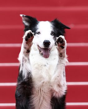 Pas Messi, zvijezda filma 'Anatomija pada', na crvenom tepihu u Cannesu - 10