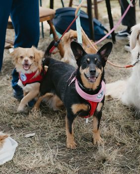 Tradicionalno događanje Povratak otpisanih 26. svibnja u osječkom azilu za pse - 8