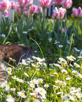 Nije sve cvijeće sigurno za mačke