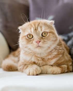 Kako se računa starost mačaka?