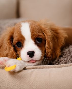 Cavalier King Charles španijel