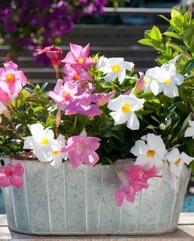 Ružičasta i bijela mandevila