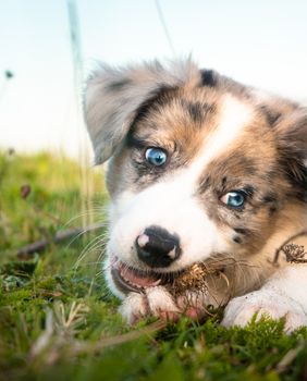 Štene Border collija s merle krznom
