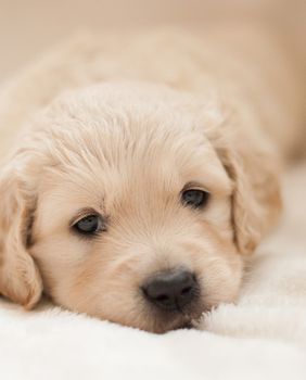 Štene zlatnog retrivera