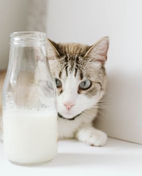 Mačka i mlijeko
