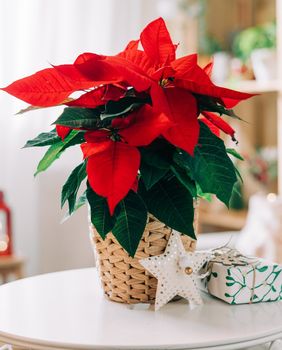 Božićna zvijezda krasi mnoge domove u blagdanskom periodu