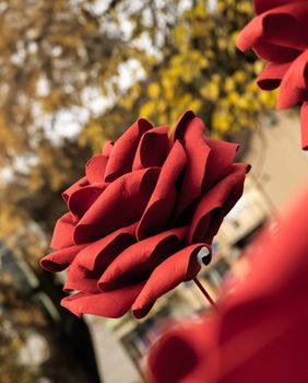 Deset ruža postavljeno je na Trgu Ksavera Sandora Gjalskog u Zaboku