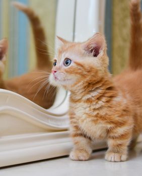 Munchkin mačke prepoznatljive su po svojim kratkim nogicama