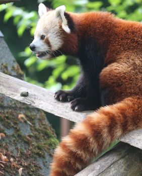 Dan crvenog pande obilježit će se u subotu u Zoološkom vrtu Grada Zagreba