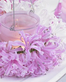 Cvijet nerina svojim živim bojama unosi veselje u razdoblje kada priroda polako utihne - 8