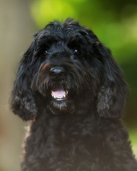 Portugalski vodeni pas sličan je lagottu romagnolu - 6