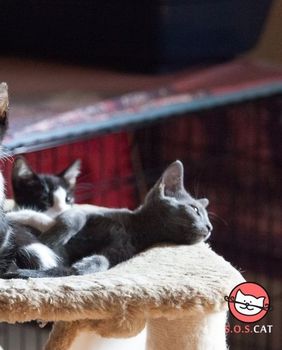 SOS Cat