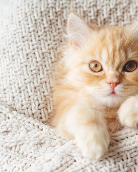 Mačke su poznate po svojoj ljubavi prema toplini