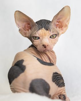 Sphynx je najpoznatija pasmina mačke bez dlake