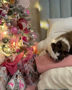 Maca Meredith Mae obožava Božić